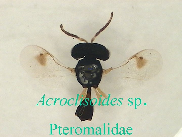 Acroclisoides sp. Pteromalidae 