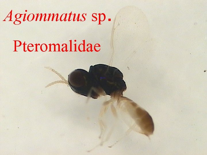 Agiommatus sp. Pteromalidae 