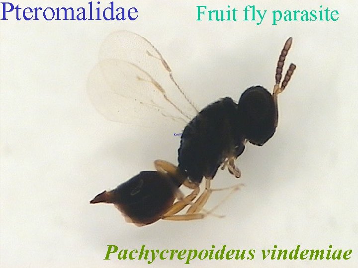 Pteromalidae Fruit fly parasite Pachycrepoideus vindemiae 