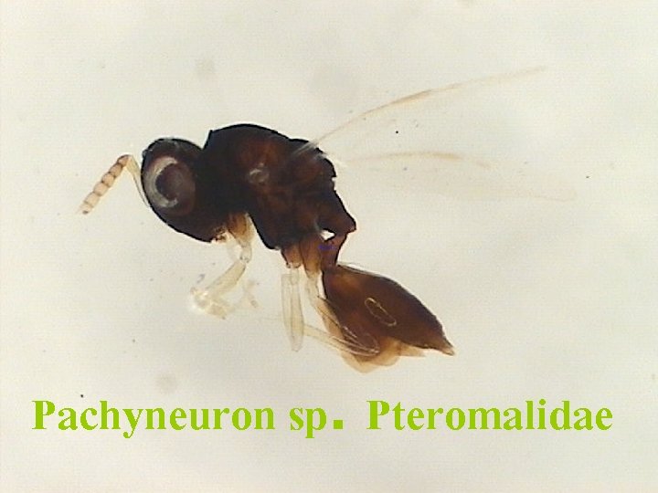 Pachyneuron sp. Pteromalidae 