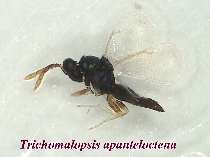 Trichomalopsis apanteloctena 