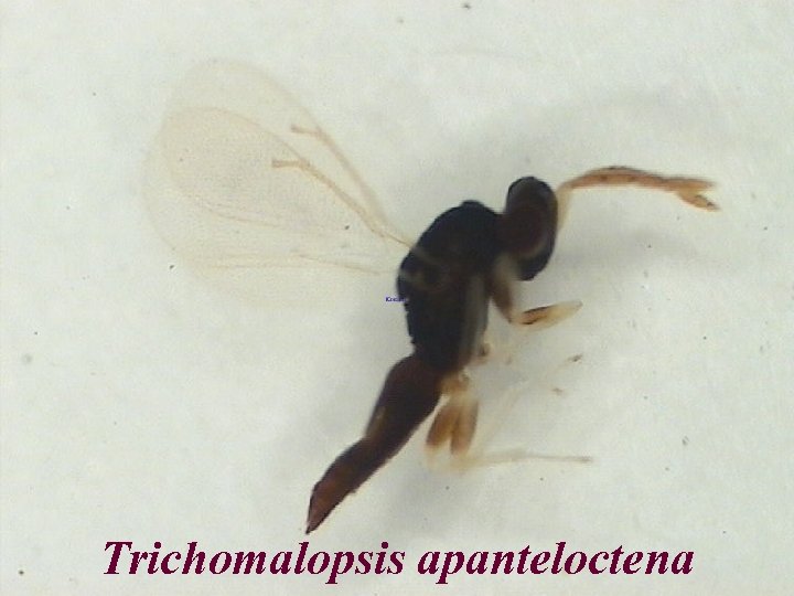 Trichomalopsis apanteloctena 