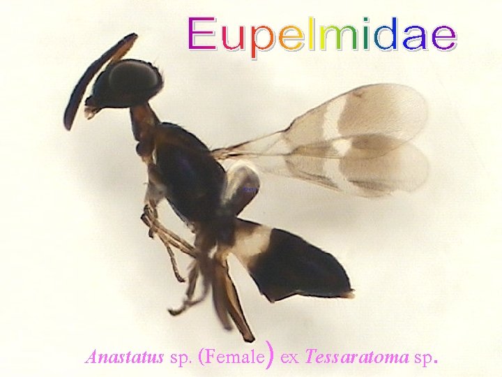 Anastatus sp. (Female) ex Tessaratoma sp. 
