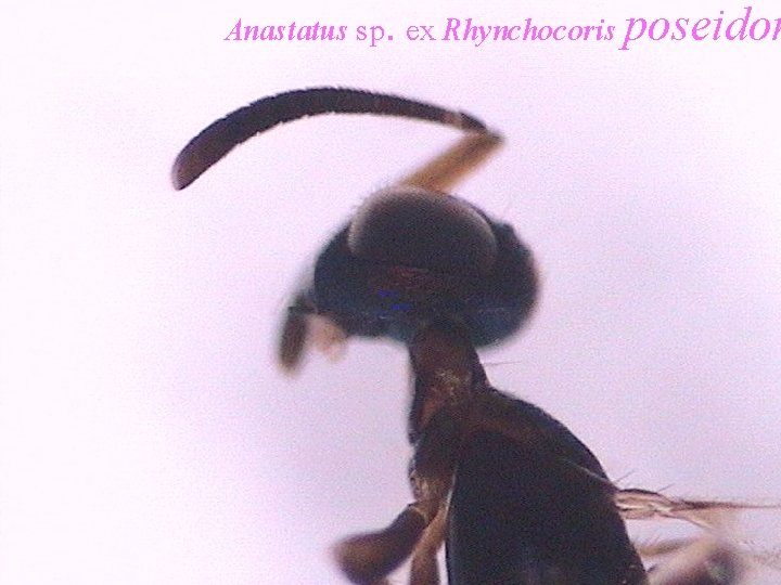 Anastatus sp. ex Rhynchocoris poseidon 