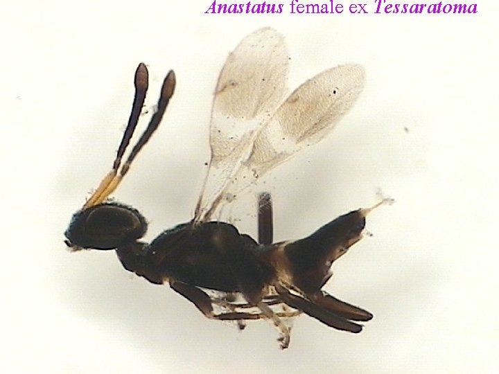 Anastatus female ex Tessaratoma 