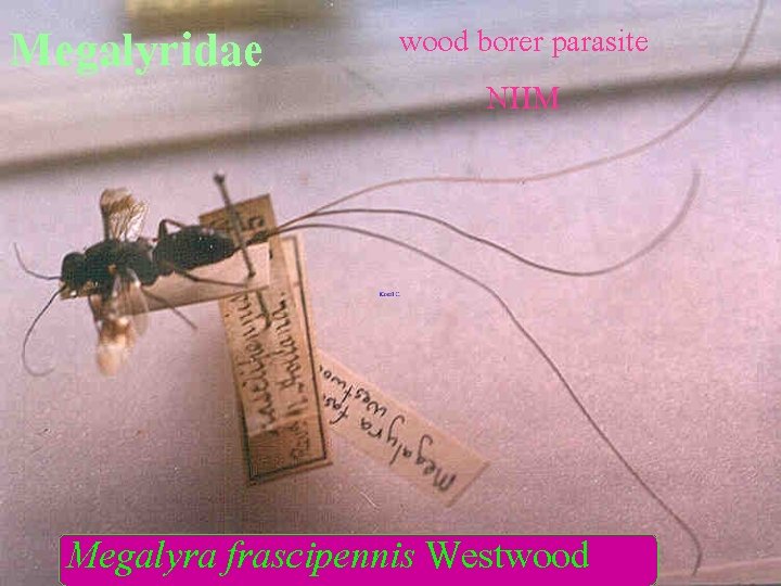 Megalyridae wood borer parasite NHM Megalyra frascipennis Westwood 