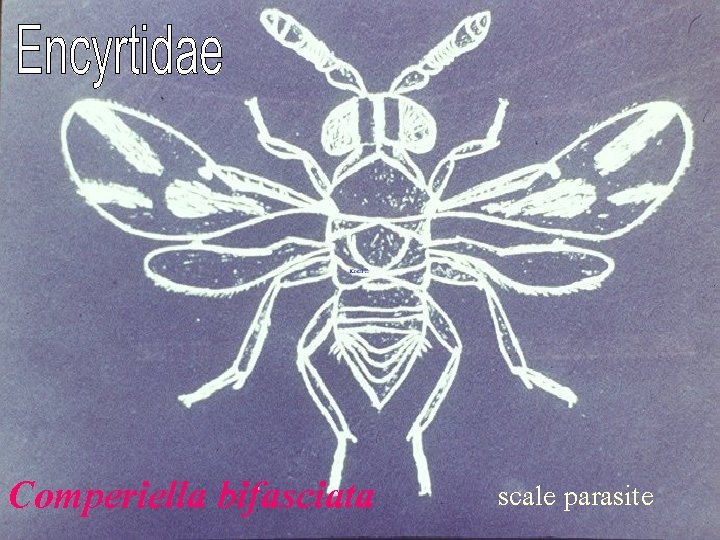 Comperiella bifasciata scale parasite 