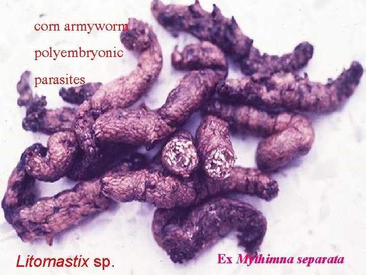 corn armyworm polyembryonic parasites Litomastix sp. Ex Mythimna separata 