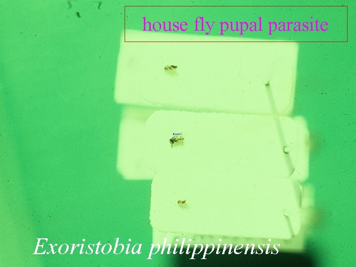 house fly pupal parasite Exoristobia philippinensis 