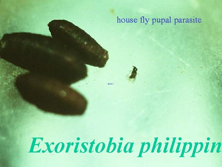 house fly pupal parasite Exoristobia philippin 