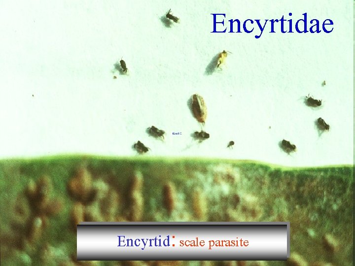 Encyrtidae Encyrtid: scale parasite 