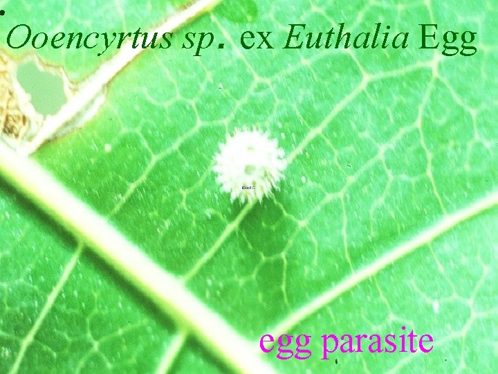 Ooencyrtus sp. ex Euthalia Egg egg parasite 