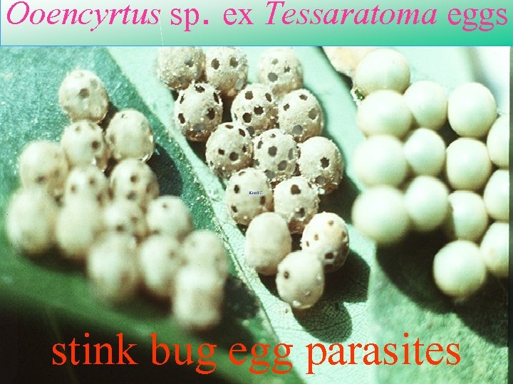 Ooencyrtus sp. ex Tessaratoma eggs stink bug egg parasites 