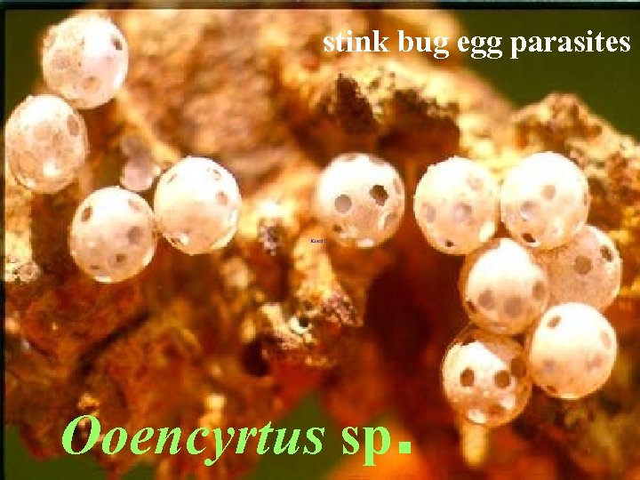 stink bug egg parasites Ooencyrtus sp. 