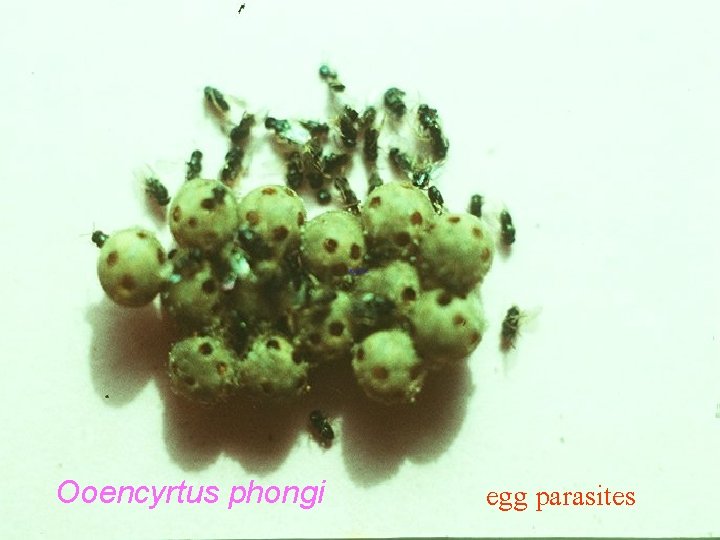 Ooencyrtus phongi egg parasites 