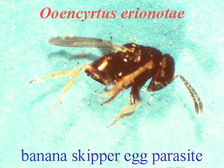 Ooencyrtus erionotae banana skipper egg parasite 