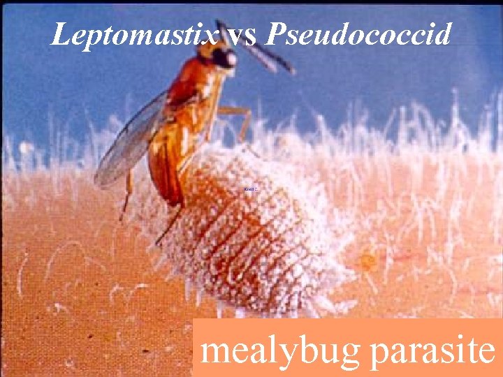 Leptomastix vs Pseudococcid mealybug parasite 