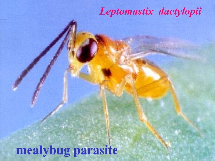 Leptomastix dactylopii mealybug parasite 