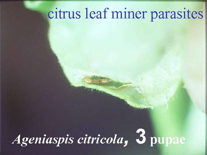 citrus leaf miner parasites Ageniaspis citricola, 3 pupae 