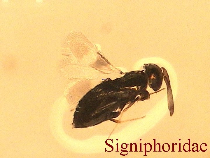 Signiphoridae 
