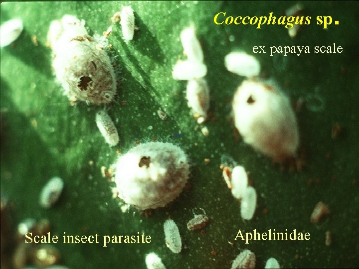 Coccophagus sp. ex papaya scale Scale insect parasite Aphelinidae 