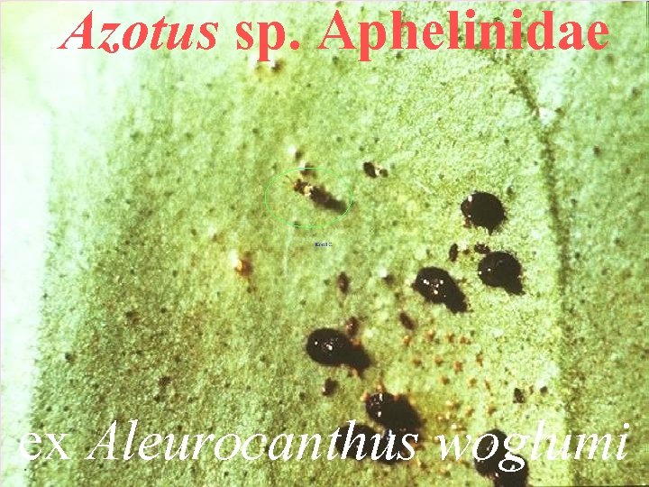 Azotus sp. Aphelinidae ex Aleurocanthus woglumi 