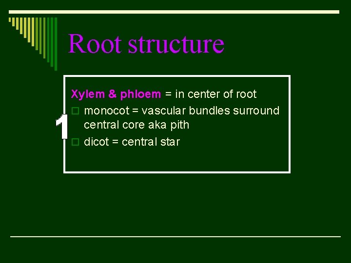 Root structure Xylem & phloem = in center of root o monocot = vascular