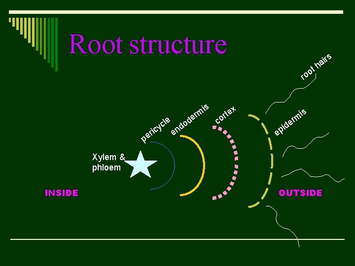Root structure s t o ro is ic le c y r pe do