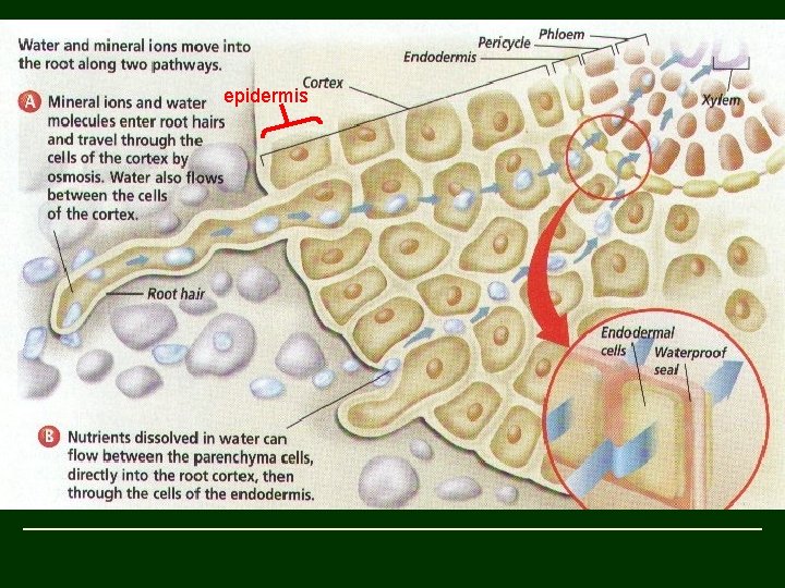 epidermis 