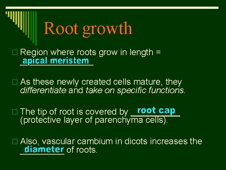 Root growth o Region where roots grow in length = ________ o As these