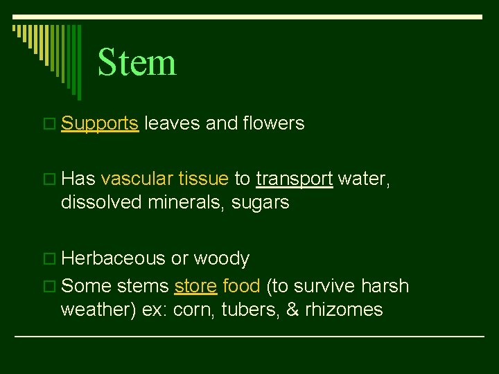 Stem o Supports leaves and flowers o Has vascular tissue to transport water, dissolved