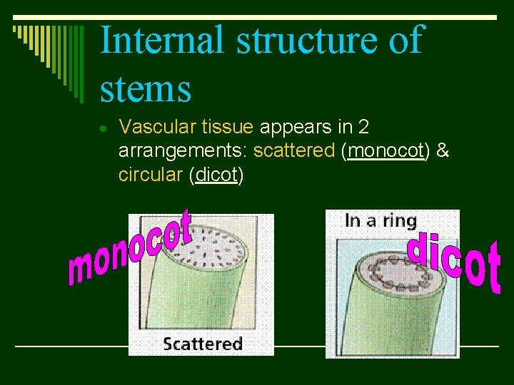 Internal structure of stems Vascular tissue appears in 2 arrangements: scattered (monocot) & circular