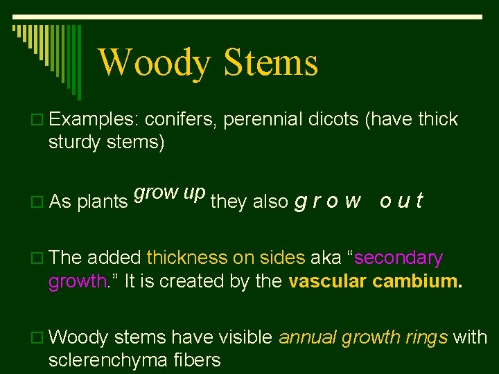 Woody Stems o Examples: conifers, perennial dicots (have thick sturdy stems) o As plants