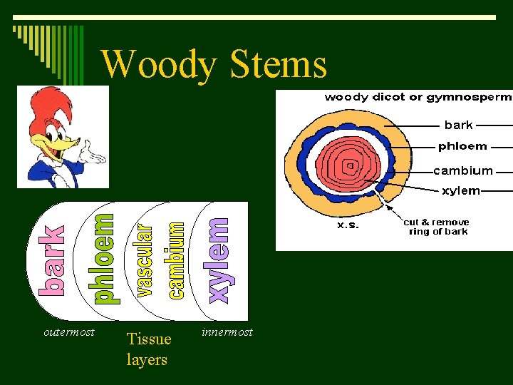 Woody Stems outermost Tissue layers innermost 