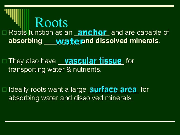 Roots o Roots function as an _____ and are capable of absorbing _____ and