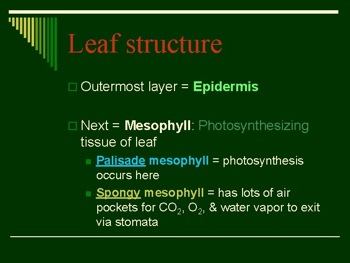 Leaf structure o Outermost layer = Epidermis o Next = Mesophyll: Photosynthesizing tissue of