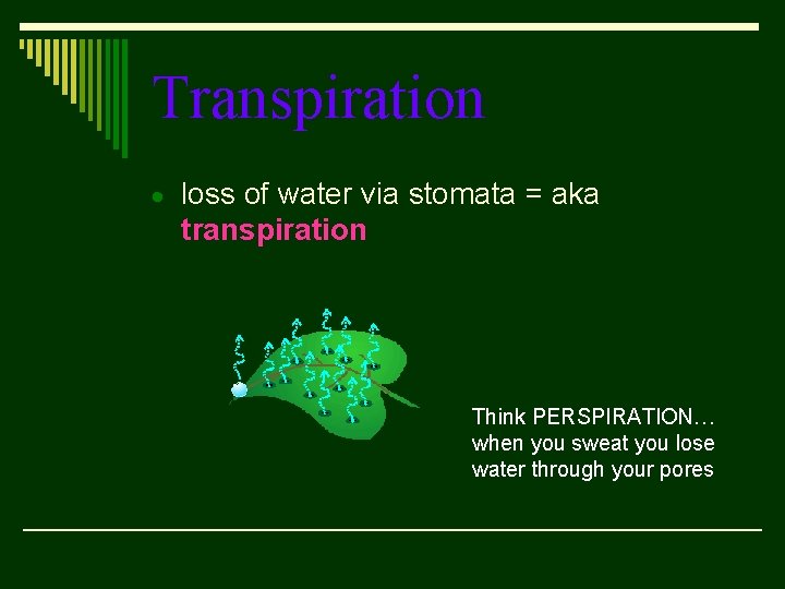 Transpiration loss of water via stomata = aka transpiration Think PERSPIRATION… when you sweat