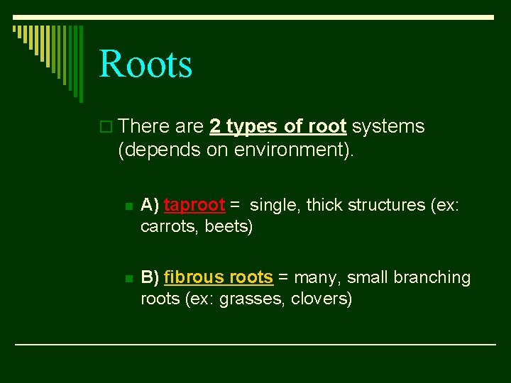 Roots o There are 2 types of root systems (depends on environment). n A)