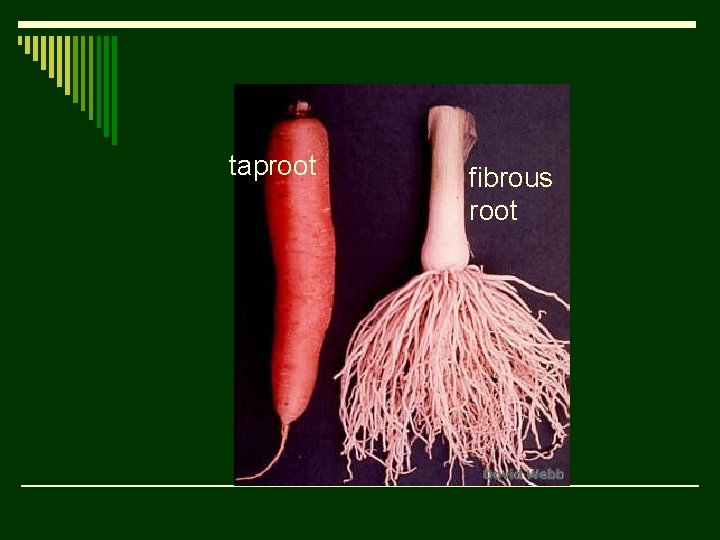 taproot fibrous root 