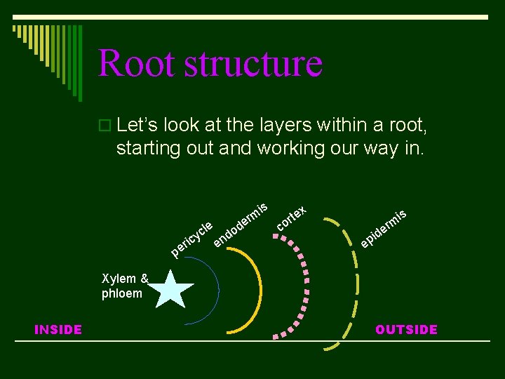 Root structure o Let’s look at the layers within a root, starting out and