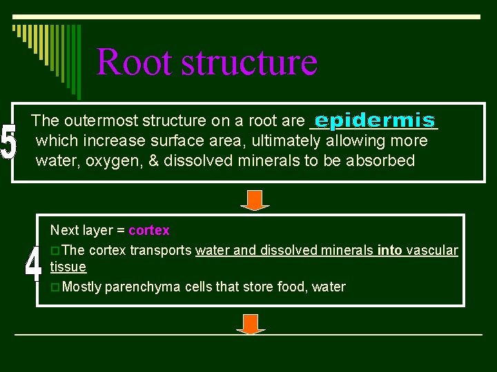 Root structure The outermost structure on a root are _______ which increase surface area,