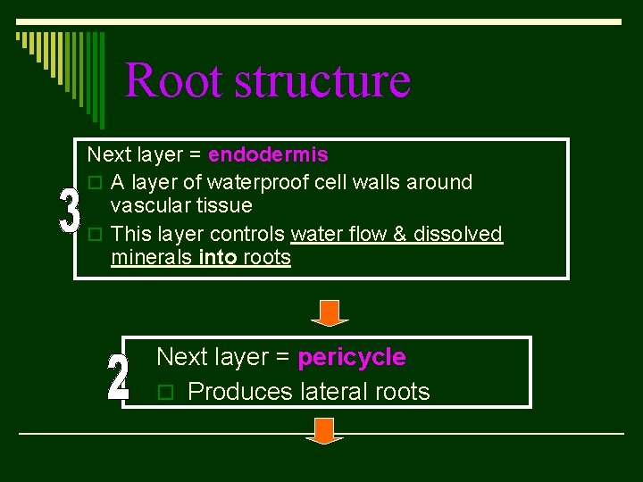 Root structure Next layer = endodermis o A layer of waterproof cell walls around