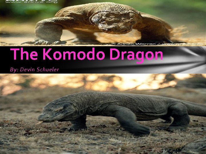 The Komodo Dragon By: Devin Schueler 