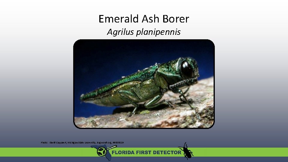 Emerald Ash Borer Agrilus planipennis Photo: David Cappaert, Michigan State University, Bugwood. org, #9000019