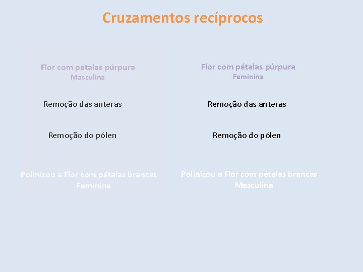 Cruzamentos recíprocos Flor com pétalas púrpura Masculina Flor com pétalas púrpura Feminina Remoção das