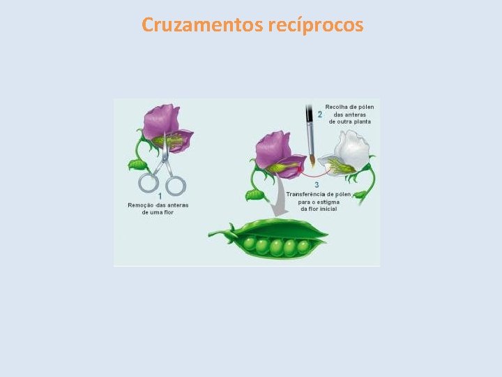 Cruzamentos recíprocos 