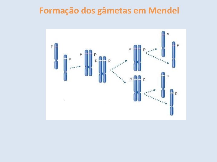 Formação dos gâmetas em Mendel 