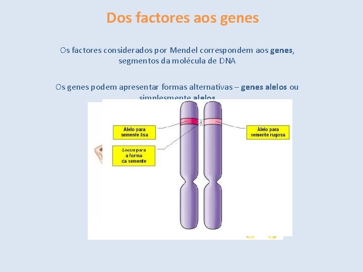 Dos factores aos genes Os factores considerados por Mendel correspondem aos genes, segmentos da