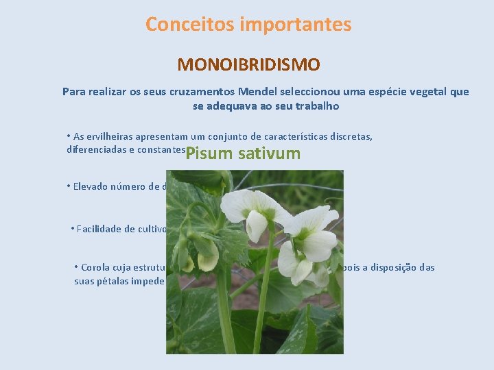 Conceitos importantes MONOIBRIDISMO Para realizar os seus cruzamentos Mendel seleccionou uma espécie vegetal que