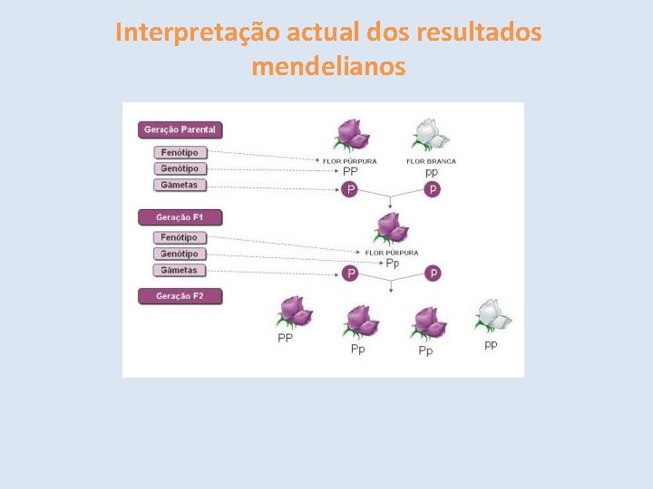 Interpretação actual dos resultados mendelianos 